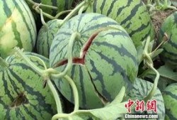 吃瓜爆料大赛每日聚集地 爆炸瓜视频,每日聚集地爆炸瓜视频盘点